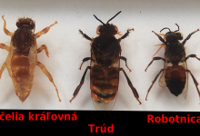 Rodzaje pszczół w ulu - królowa, robotnice, trutnie, larwy