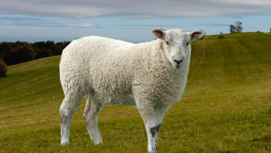 Owca - co powinieneś wiedzieć o kosiarkach