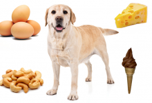 Pokarmy które psy mogą i nie mogą jeść