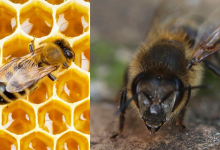 Pszczoły , pszczoła miodna - co powinieneś wiedzieć o pszczołach