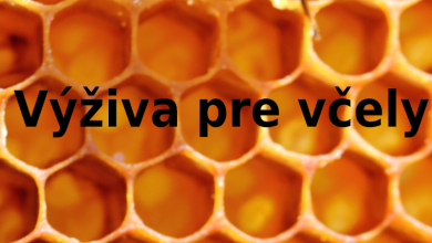 Odżywianie pszczół i co jedzą pszczoły - miód, pyłek, nektar