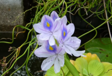 Rośliny dla jeziora 7 najpiękniejszych kwiatów wodnych