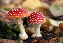 Grzyby trujące : 10 najbardziej trujących grzybów na świecie