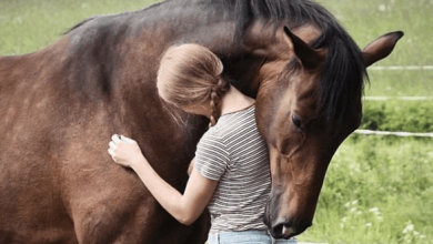 Jak koń wyznaje miłość? Oto 5 sposobów