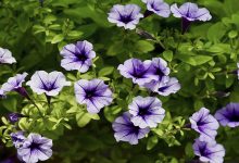 Kwiaty na balkon lub taras - Top 12 roślin