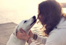 Jak pies wyznaje miłość Oto 10 sposobów