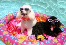 Lato i psy : 10 wskazówek dla właścicieli psów