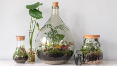 Rośliny do szkła - 21 roślin + pielęgnacja