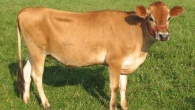 Krowy rasy Jersey - wszystko o rasie krów mlecznych