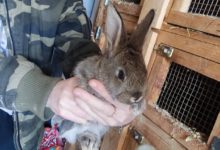 Jak trzymać królika - Kiedy możemy złapać małe króliki w ręce