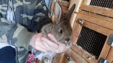 Jak trzymać królika - Kiedy możemy złapać małe króliki w ręce