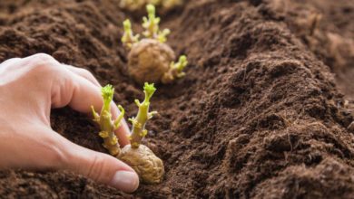 Jak sadzić ziemniaki Sadzenie, uprawa i zbiór ziemniaków