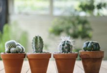 Jak hodować kaktusy w domu lub mieszkaniu