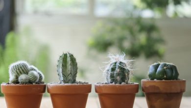 Jak hodować kaktusy w domu lub mieszkaniu