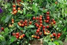 Jak uprawiać pomidory - sadzenie, pielęgnacja, zbiór