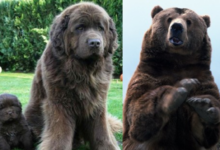 Pies jak niedźwiedź - 7 ras jak niedźwiedź