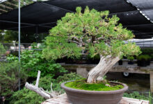 Jak wyhodować bonsai - i jak o nie dbać