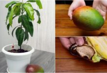 Jak sadzić mango