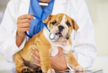 Najczęstsze choroby psów - 10 najczęstszych