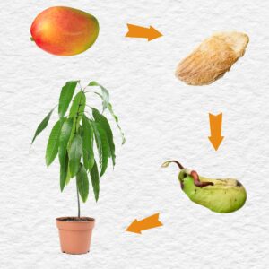 Dojrzałe mango - Jak uprawiać mango