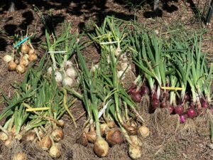 Co sadzić po cebuli - Ciekawe rośliny!