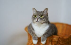 Fakty o kotach 10 fascynujących faktów o kotach