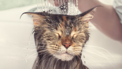 Jak wykąpać kota