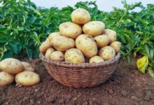 Najlepsze odmiany ziemniaków - 11 mocnych odmian