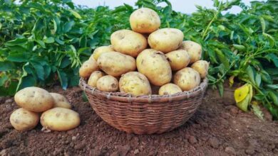 Najlepsze odmiany ziemniaków - 11 mocnych odmian