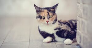 Nieznane fakty o kotach - Fakty o kotach