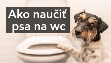 Ako naučiť psa na wc