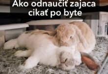Ako odnaučiť zajaca cikať po byte