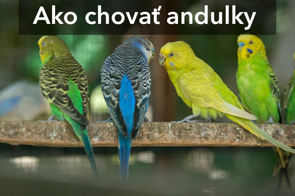 jak-hodowa-cherubiny-od-diety-po-klatk-topden-sk