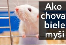 Ako chovať biele myši
