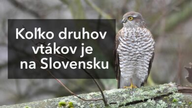 Koľko druhov vtákov je na Slovensku