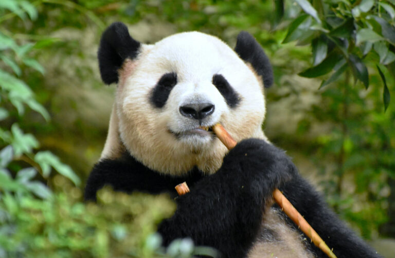 Gdzie mieszka panda: dom pandy wielkiej - TopDzien.PL