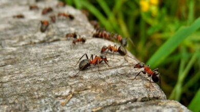 Čo použiť proti mravcom v záhrade
