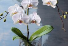 Ako často polievať orchideu