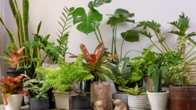 Exotické rastliny do bytu