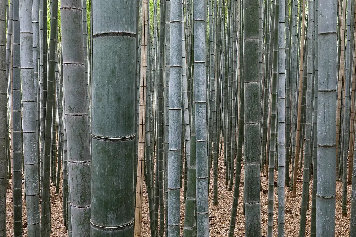 Japonsko – Arashiyama / Kyoto